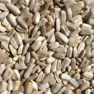 Witte Zonnebloem pitten 1kg