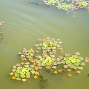 Anti-algen planten pakket L