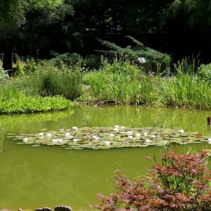 Anti-algen planten pakket M