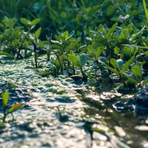 Anti-algen pakket XXL