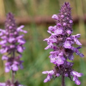 Bloeiend oeverplanten pakket L