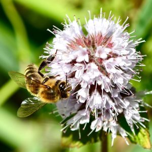 Bloeiend oeverplanten pakket M