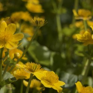 Bloeiend oeverplanten pakket S