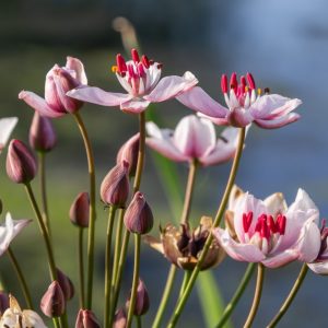Bloeiend oeverplanten pakket XL