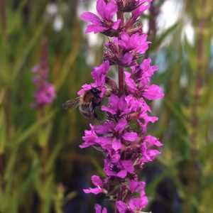 Bloeiend oeverplanten pakket XXL