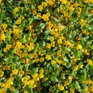 Bodembedekkers pakket vijver L