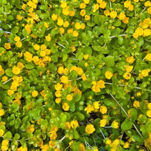 Bodembedekkers pakket vijver S