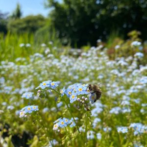 Bodembedekkers pakket vijver XL