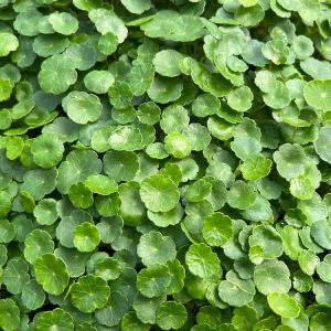 Bodembedekkers pakket tuin M