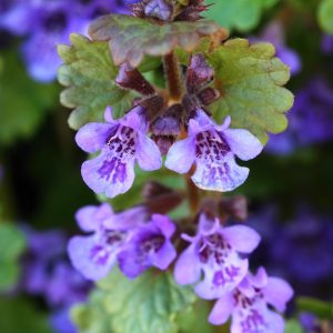 Bodembedekkers pakket tuin XL