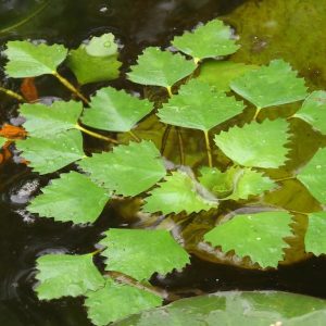 Drijfplanten pakket M