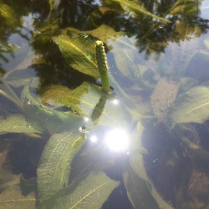 Glanzend fonteinkruid