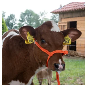 Halster Kalf verstelbaar breed oranje