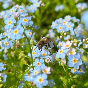 Moerasvergeet-mij-nietje