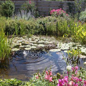 Vijverpakket compleet M