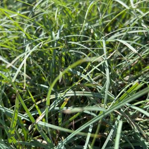 Wintergroen pakket tuin S