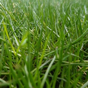 Wintergroen pakket tuin XXL