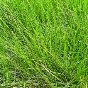 Wintergroen pakket vijver L