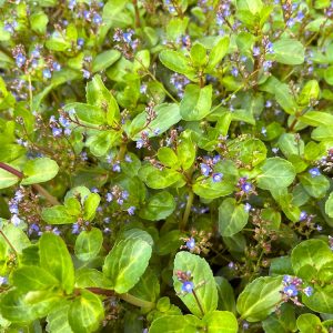 Wintergroen pakket vijver XL