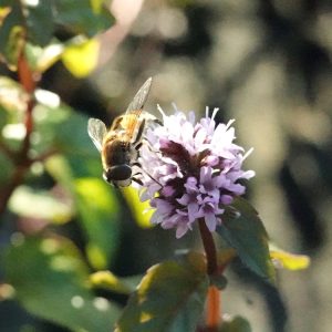 Zuiverend oeverplanten pakket S