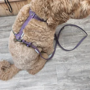 Y-tuigjes van leer zonder lijn